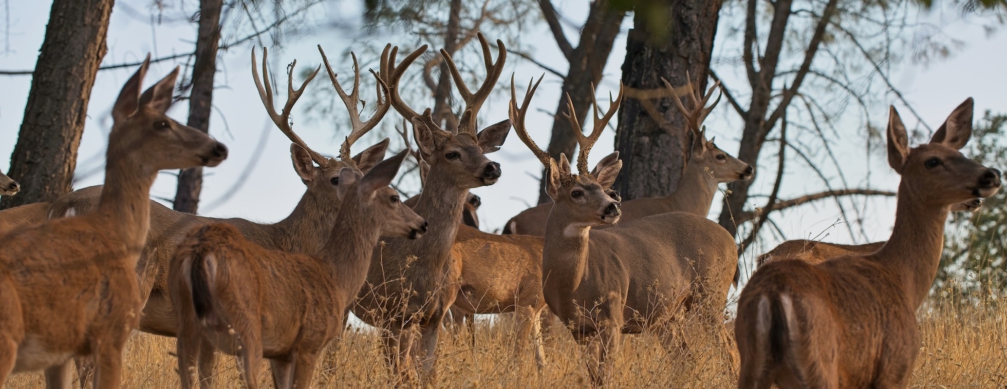 California Deer Association